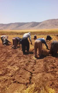 امورات کشاورزی