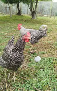 مرغ و خروس آمروک