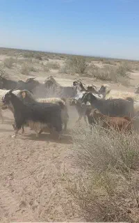 جفت ۴۰ملیون