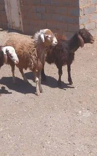 ۳عددبره نر چاق درجه یک