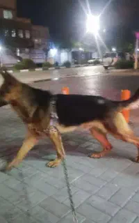 سگ ژرمن