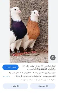 کفتر طوق قرمز