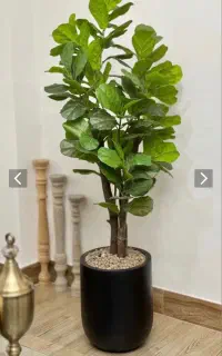 فروش درختچه وارداتی نقد و اقساط بدون سود