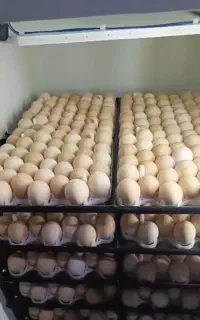 دستگاه جوجه کشی در ابعاد مختلف