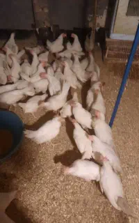 جوجه مرغ وخروس ۳ماهه