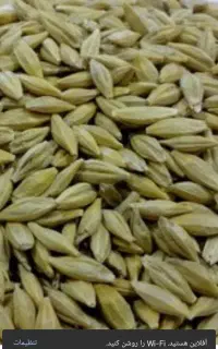 جو امسال چاق
