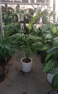 نخل اریکا