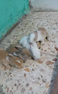 بچه خرگوش سالم