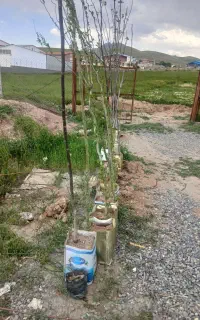 تعدای نهال حلبی وبنابراین دو ساله