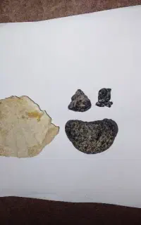 یک عدد سنگ فسیل و سه عدد شهاب سنگ باارزش