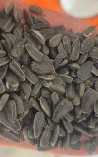 افتابگردان روغنی