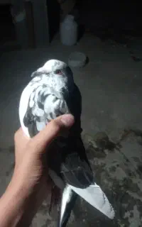 شازده