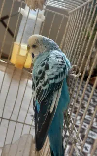 مرغ عشق نر آبی