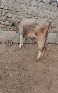 چهار عدد گاو یه جا بفروش میرسد