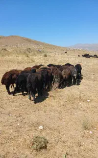 بره نر پای پروار