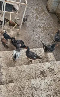جوجه