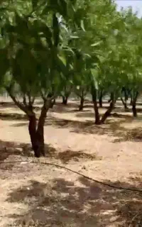انجام کارهای کشاورزی***