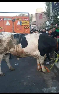 قصابی و سلاخی