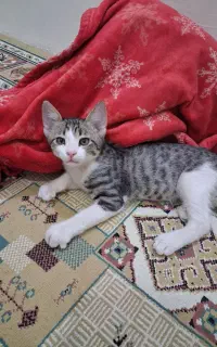 دوتا بچه گربه