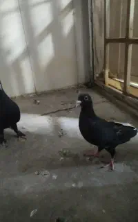 جفت کلاغ گوهک رو جوجه