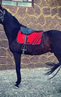 اسب بافق قیمت پالونی