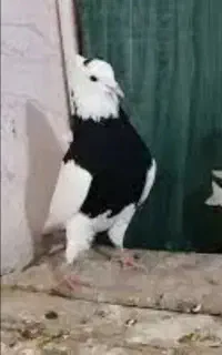 کبوتر طوقی