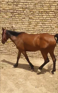خرید اسب باری