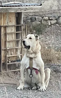 سگ سرابی و عراقی