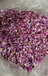 گل محمدی