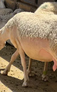 شیر میش