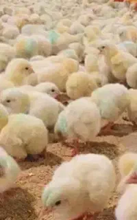 جوجه مرغ گوشتی راس