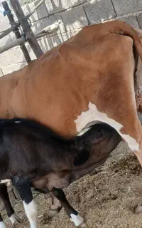 گاو زاییده باگوساله ماده