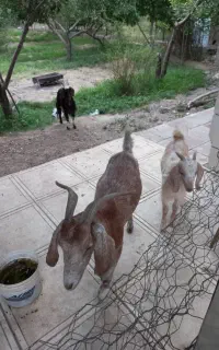 سه راس بز با اصالت