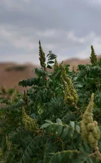 نخود قرمز برداشت دیروز