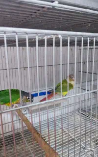 جفت گرینچیک تازه بالغ