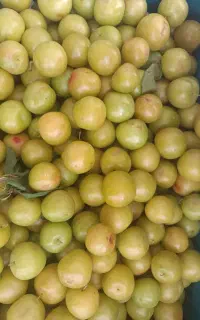 آلو شاه‌کوه،خوشمزه و ابدار