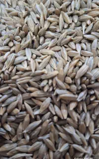 جو دیم بذری