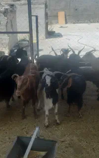 بز چاق گوسفند