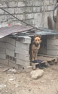 باسلام خدمت دوستان سگ میکس ژرمن و پیتبول با ادب