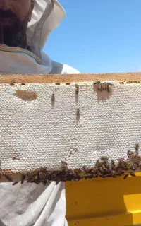 عسل ۱۰۰درصد طبیعی کوهستان چهل کیاه