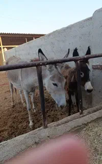 الاغ نرو مادع