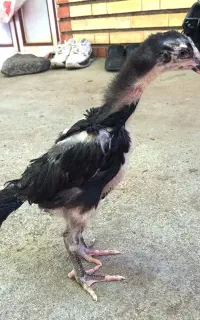 جوجه مرغ اوشامو نسل ونژاد معتبرووارداتی