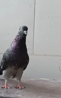 کبوتر نر سبز