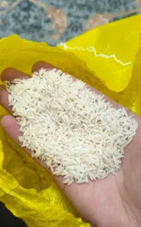 هاشمی امساله گیلان