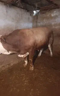 گوسفند و گوساله جهت قربانی