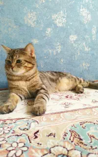 واگذاری گربه نر یک ساله