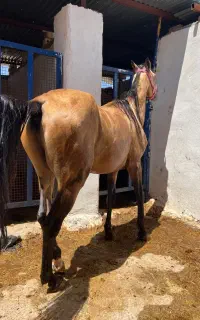 اسب نریان سواری دار