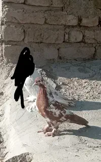 ککیلی