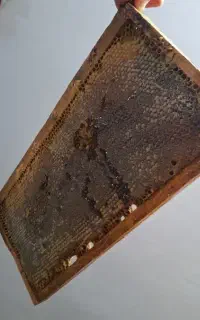 عسل ارگانیک فریدن