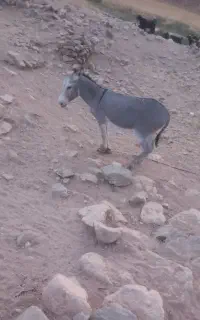 خره جون